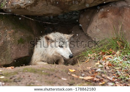 Blonde Wolf (Canis lupus) Climbs Out of Den - captive animal