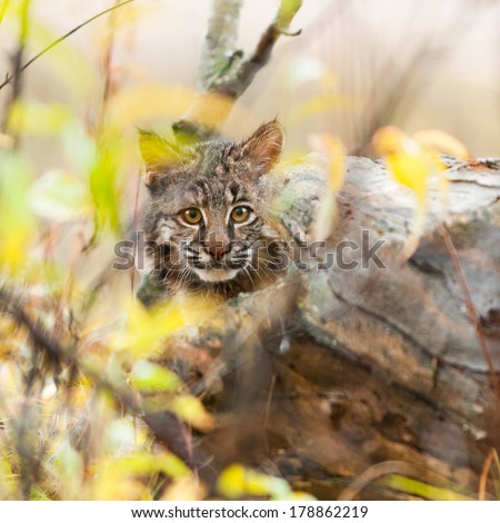 Bobcat Kitten (Lynx rufus) Hides - captive animal