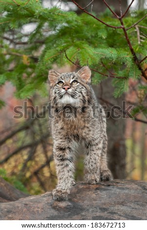 Bobcat Kitten (Lynx rufus) Looks Up from Atop Log - captive animal