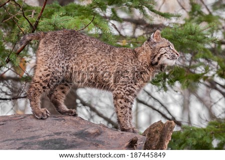 Bobcat Kitten (Lynx rufus) Stands Atop Log Looking Right - captive animal