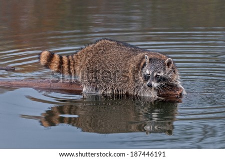 Raccoon (Procyon lotor) Looks Back from End of Log - captive animal
