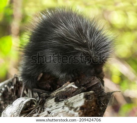 Baby Porcupine (Erethizon dorsatum) on Branch - captive animal