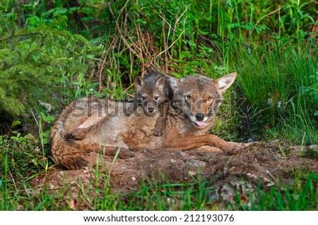 Coyote (Canis lantrans) with Tongue Out and Pup - captive animals
