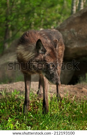 Black Wolf (Canis lupus) Looks Right - captive animals