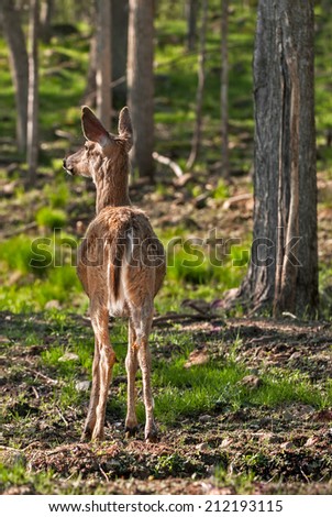 White-Tailed Deer (Odocoileus virginianus) Stands with Back to Viewer - captive animal