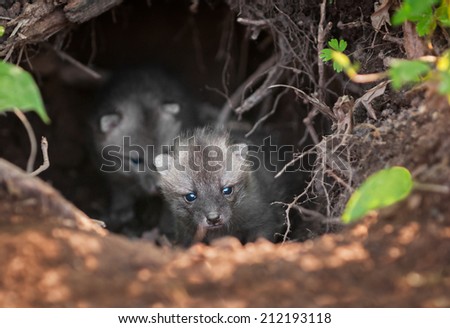 Grey Fox Kit (Urocyon cinereoargenteus) Leads Siblings Out of Den - captive animals