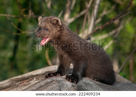 Young Fisher (Martes pennanti) Mouth Open Turned Left - captive animal