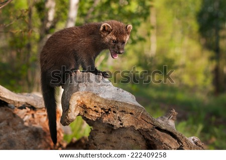 Young Fisher (Martes pennanti) Cries Out from Atop Log - captive animal