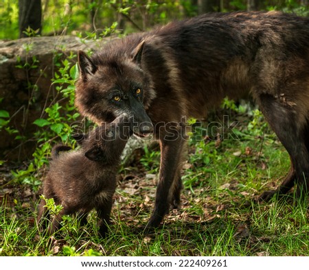 Black Wolf Pup (Canis lupus) Licks Mother\'s Mouth - captive animals
