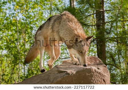 Grey Wolf (Canis lupus) Jumps Up on Rock - captive animal