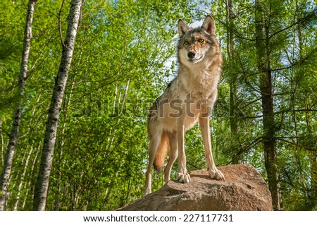 Grey Wolf (Canis lupus) Alert Atop Rock - captive animal