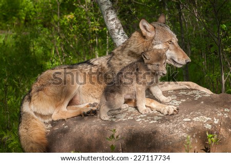 Grey Wolf (Canis lupus) and Her Pup Relax Atop Rock - captive animals