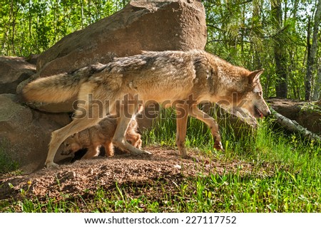 Grey Wolf (Canis lupus) and Pup Cross Paths - captive animals