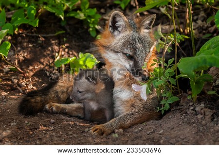 Grey Fox (Urocyon cinereoargenteus) Vixen Sniffs Flower with Kit - captive animal