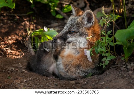 Grey Fox (Urocyon cinereoargenteus) Vixen and Kit Touch Noses - captive animal
