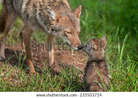 Coyote (Canis latrans) Nose Touch - captive animals