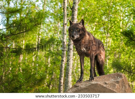 Black Wolf (Canis lupus) Atop Rock - captive animals