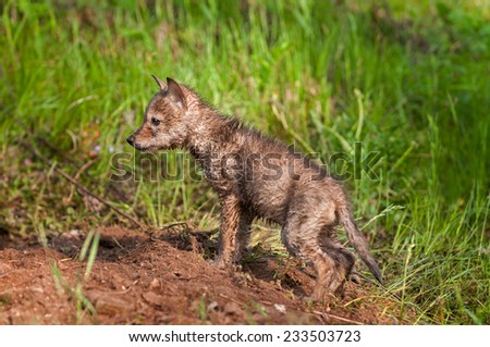 Soaking Wet Coyote Pup (Canis latrans) at Densite - captive animal
