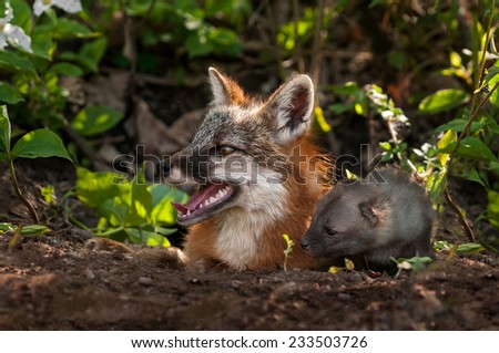 Grey Fox Vixen and Kit (Urocyon cinereoargenteus) Look Left out of Den - captive animal