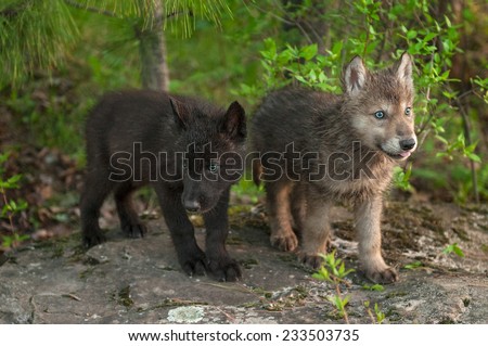 Two Wolf (Canis lupus) Pups Stand on Rock - captive animals