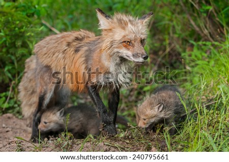 Red Fox Vixen (Vulpes vulpes) and Kits - Ears Back - captive animals