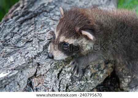 Baby Raccoon (Procyon lotor) Clings to Side of Log - captive animal