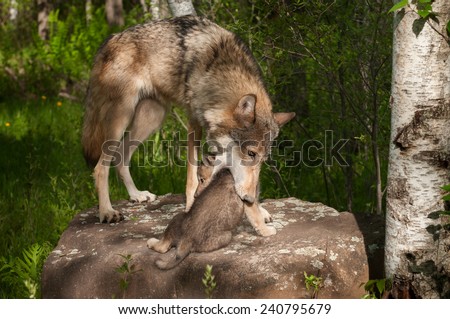 Grey Wolf (Canis lupus) Mother Works to Pick up Pup - captive animals