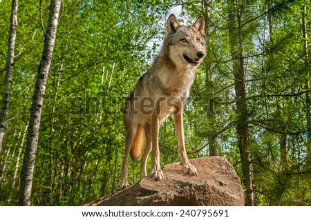 Grey Wolf (Canis lupus) On Rock Looks Up - captive animal