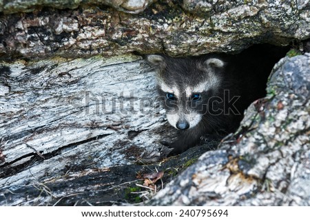 Baby Raccoon (Procyon lotor) Hides in Log - captive animal