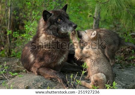 Black Wolf (Canis lupus) Pawed in Mouth by Pup - captive animals