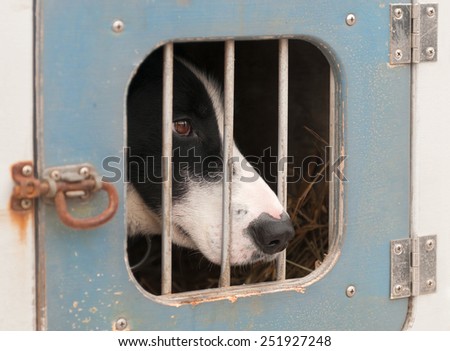Sled Dog Sits Inside Dog Truck - blue door