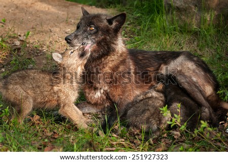 Black Wolf (Canis lupus) Feeds Her Pups and Gets Licked - captive animals