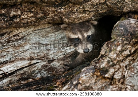 Baby Raccoon (Procyon lotor) Peeps out of Log - captive animal