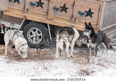 Sled Dogs Stand Near Dog Truck - waiting for dog sled race start