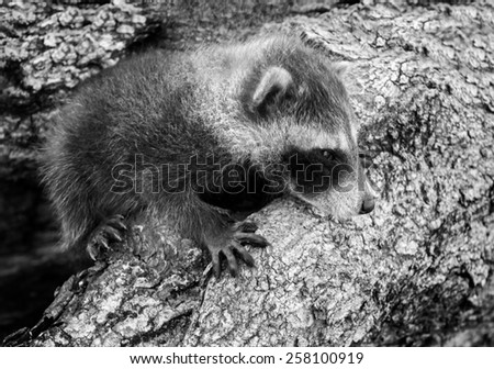 Baby Raccoon (Procyon lotor) Hangs On - captive animal (black and white)