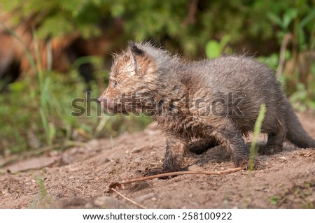 Red Fox Kit (Vulpes vulpes) Side View - captive animal