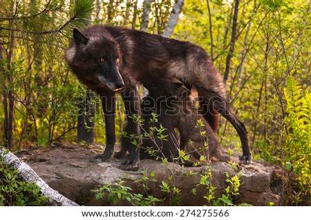 Black Wolf (Canis lupus) Stands Atop Rock and Feeds Her Pups - captive animals