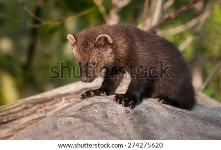 Young Fisher (Martes pennanti) Sits on Log - captive animal