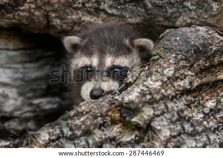 Baby Raccoon (Procyon lotor) Peeks out of Log - captive animal