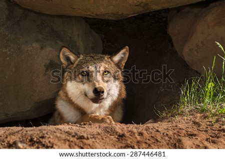 Grey Wolf (Canis lupus) Pokes Head out of Den - captive animal
