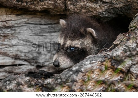 Baby Raccoon (Procyon lotor) Lies in Log - captive animal