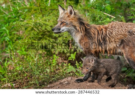 Red Fox Vixen and Kit (Vulpes vulpes) Look Left - captive animals