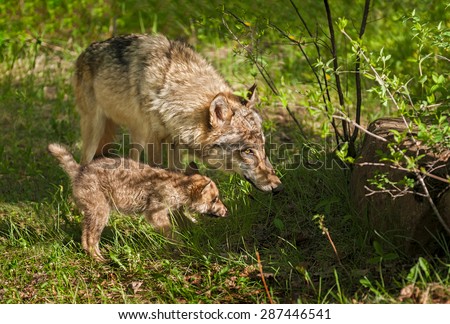 Grey Wolf (Canis lupus) Mother and Pup Peer into Shadow - captive animals