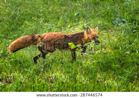 Red Fox Vixen (Vulpes vulpes) Stalks Through the Grass - captive animal