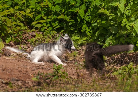 Young Silver Fox and Marble Fox (Vulpes vulpes) Play - captive animals