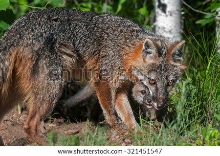 Grey Fox Vixen (Urocyon cinereoargenteus) and Kit - captive animals