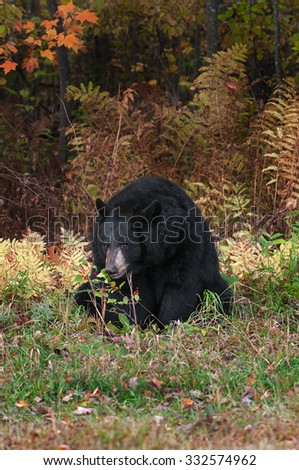 Adult Female Black Bear (Ursus americanus) Chews on Shrub - captive animal