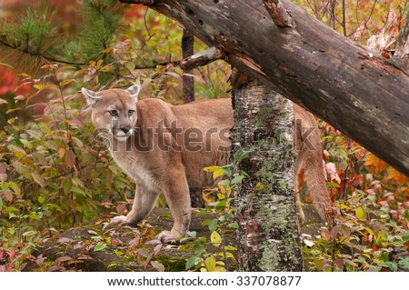 Adult Male Cougar (Puma concolor) on Rock with Ears Back - captive animal
