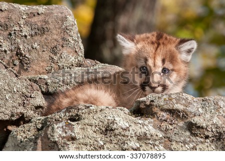 Female Cougar Kitten (Puma concolor) Hides in Rocks - captive animal