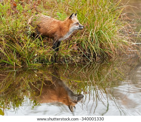 Red Fox (Vulpes vulpes) Looks Right on Shoreline - captive animal